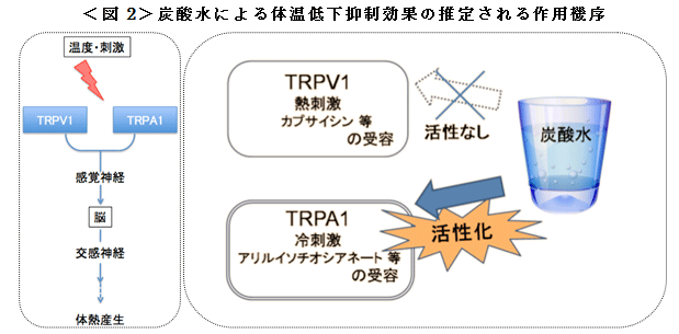 ＜図2＞炭酸水による体温低下抑制効果の推定される作用機序