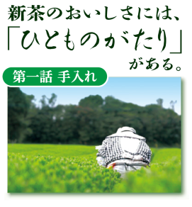 新茶のおいしさには、「ひとものがたり」がある。