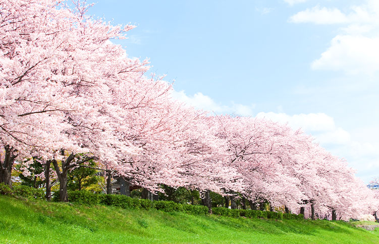 お いお茶 わたしの街の未来の桜 プロジェクトサイト 伊藤園