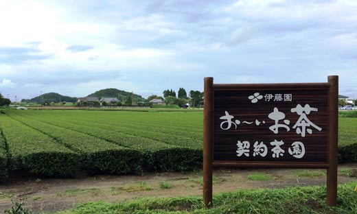 茶産地育成事業のイメージ画像(茶畑の前に立つ契約農園の看板)